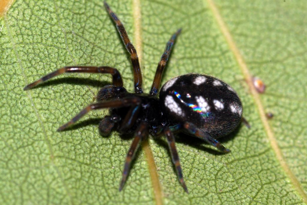 Maschio immaturo di Nurscia albomaculata - V. Crati (CS)